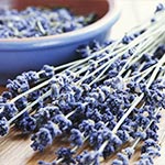 Using lavender aromatherapy benefits and treatment for insomnia sufferers.