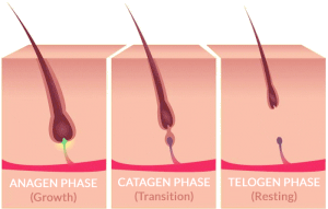 waxing-hair-growth-cycle