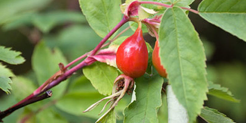 Organic Rosehip Oil skin care products, Caloundra and Mooloolaba Sunshine Coast Qld